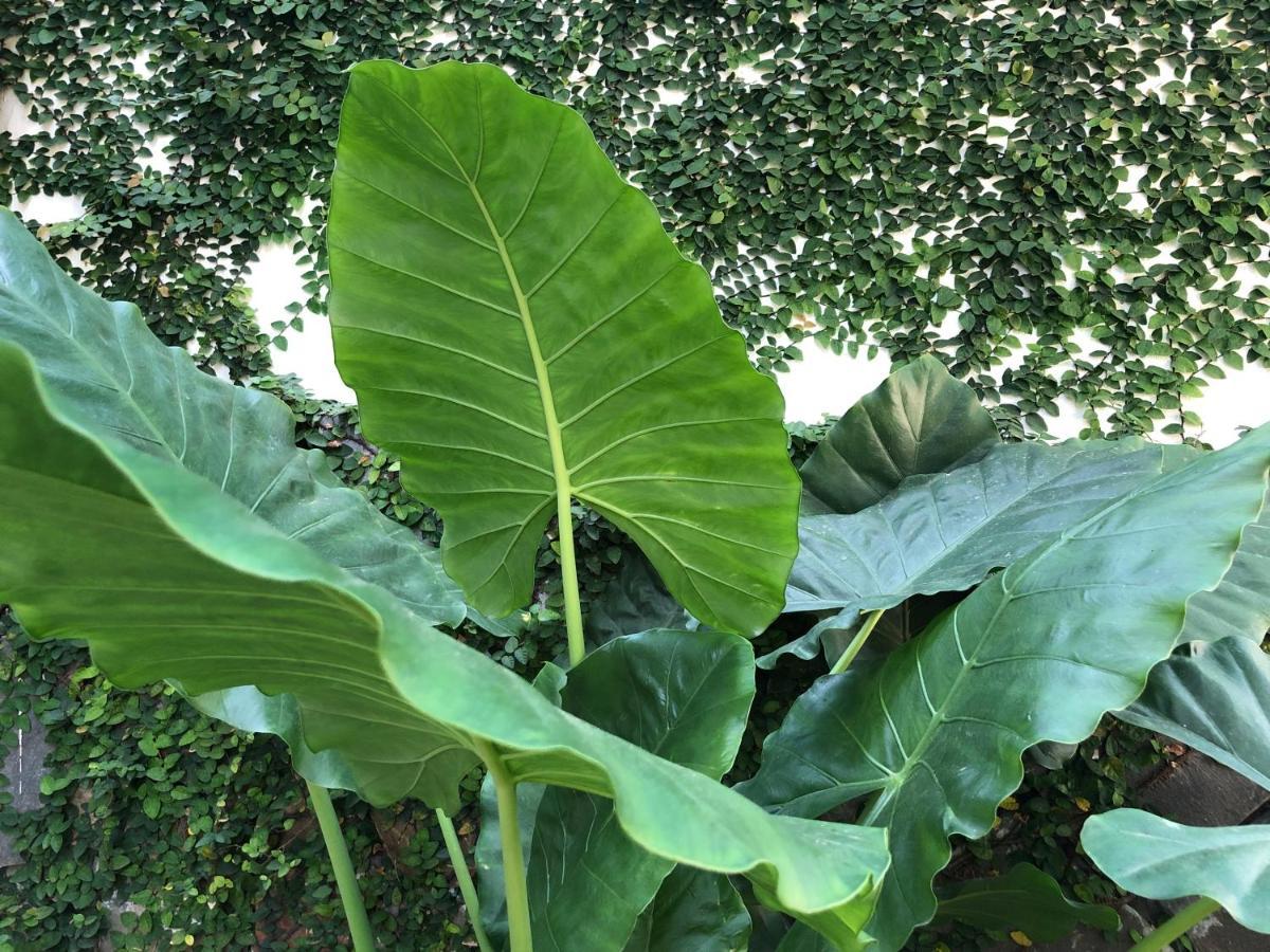 דירות Hoi An Sunny Garden מראה חיצוני תמונה