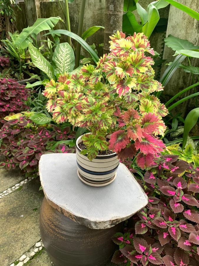 דירות Hoi An Sunny Garden מראה חיצוני תמונה